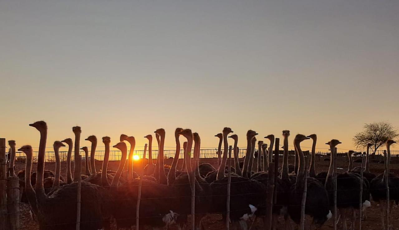 Pureplaas Self Catering Volmoed Oudtshoorn Klein Karoo Apartman Kültér fotó